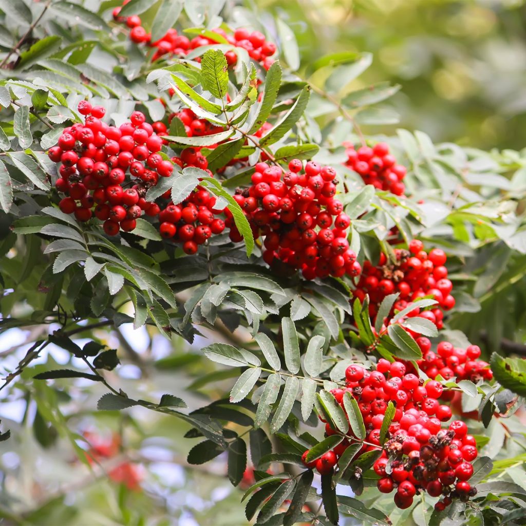 Sorbus aucuparia Sheerwater Seedling