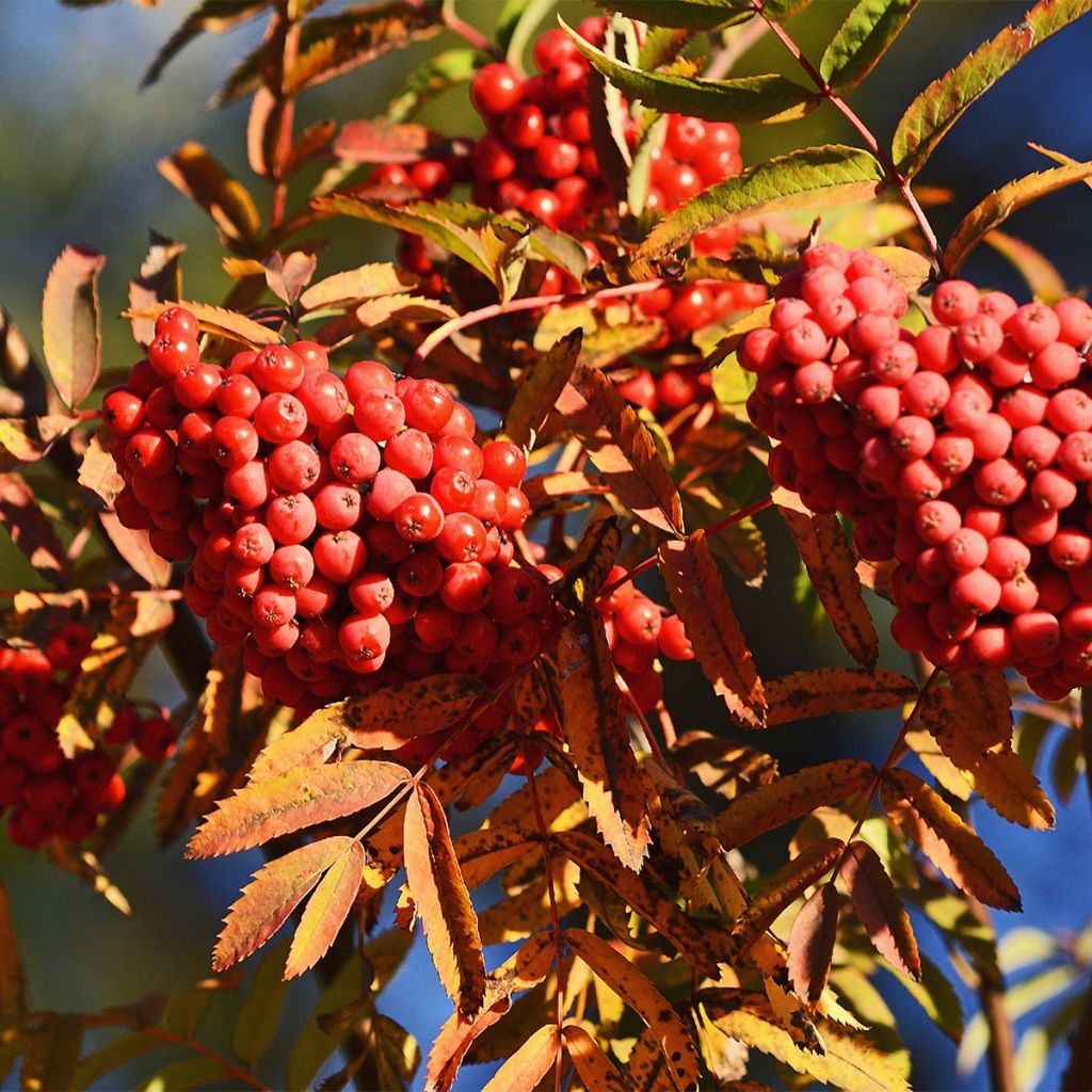 Sorbus aucuparia Sheerwater Seedling
