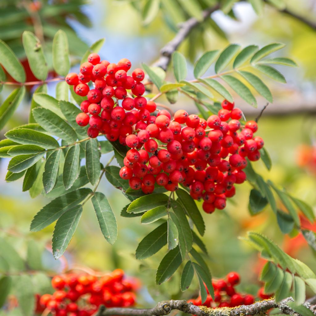 Sorbus aucuparia Wettra
