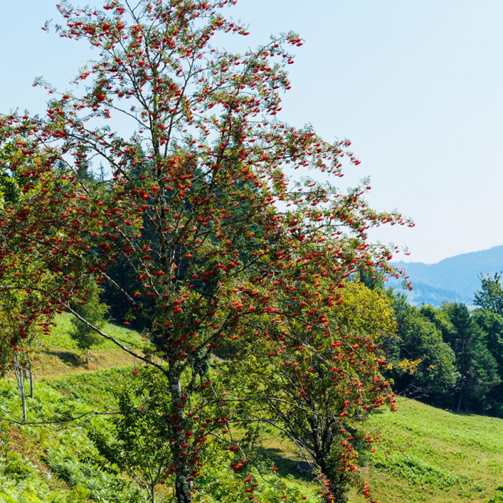 Sorbus aucuparia Wettra