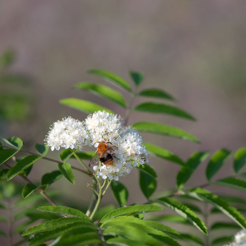 Sorbus aucuparia Wettra