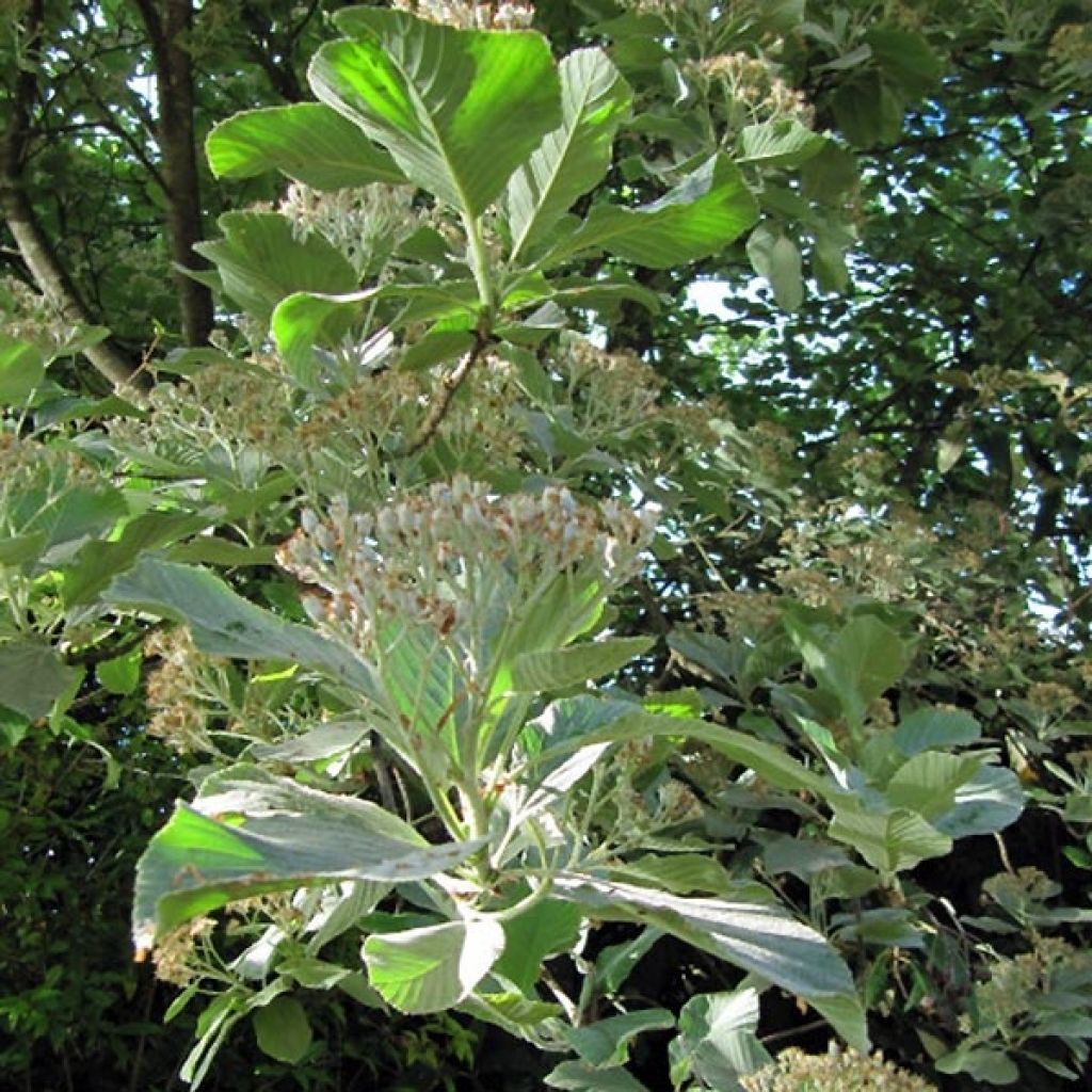 Sorbus aria Lutescens