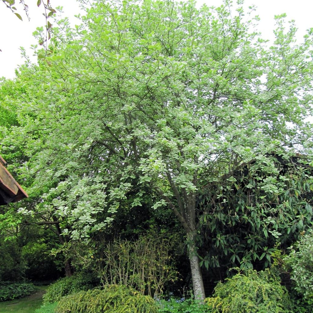 Sorbus aria Lutescens