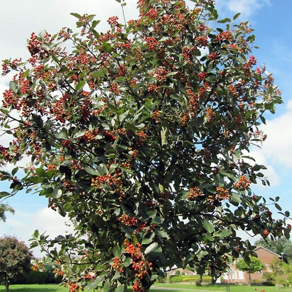 Sorbus aria Lutescens