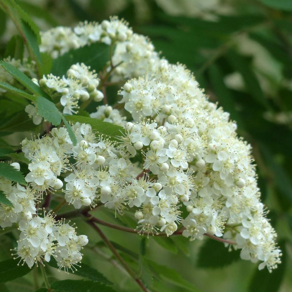 Sorbus aucuparia Autumn Spire