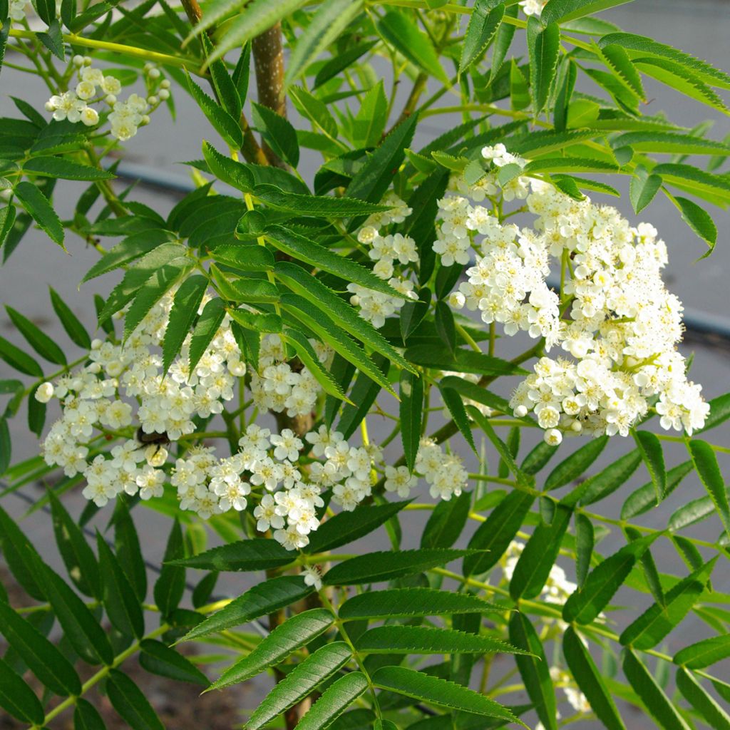 Sorbus wilfordii - Japanese rowan
