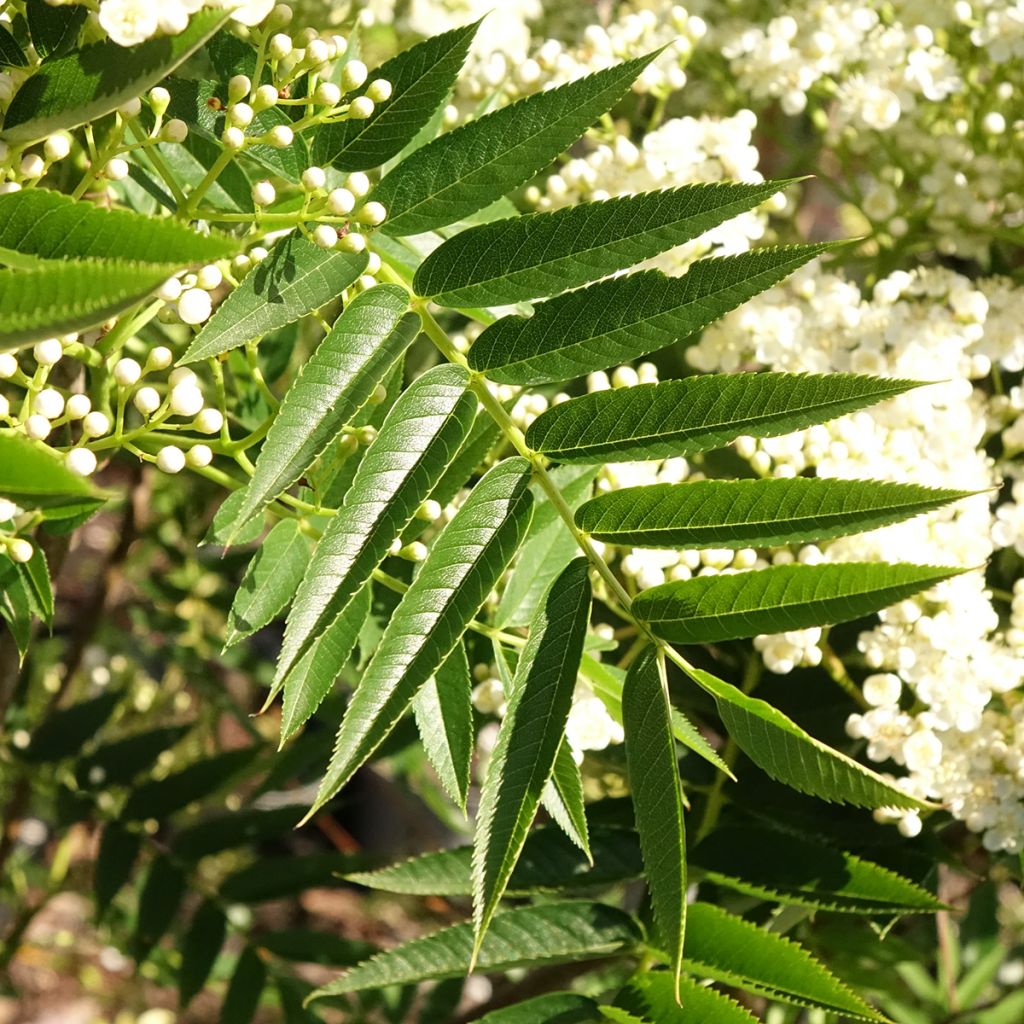 Sorbus wilfordii - Japanese rowan