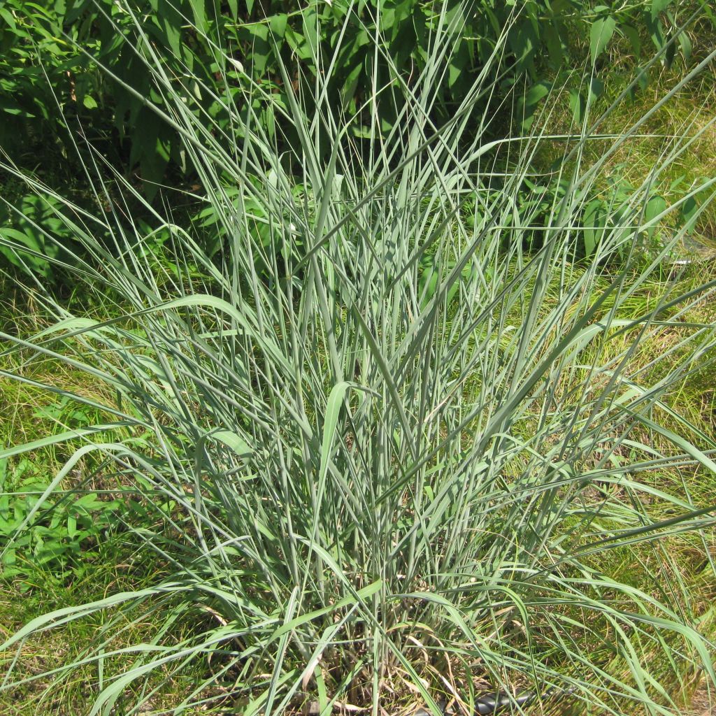 Sorghastrum nutans