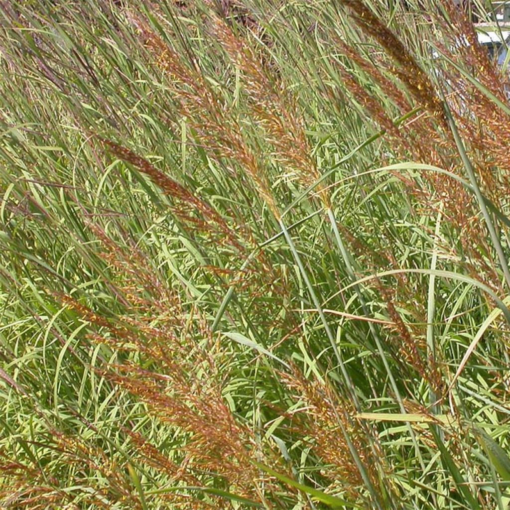 Sorghastrum nutans