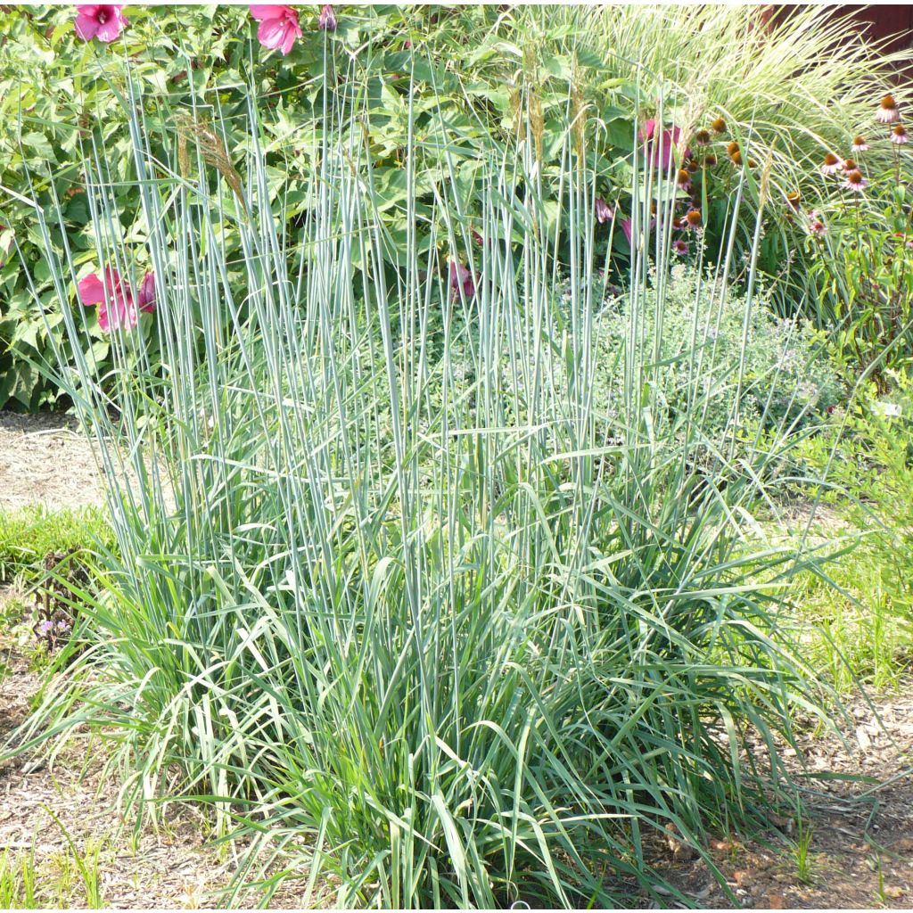Sorghastrum nutans Sioux Blue