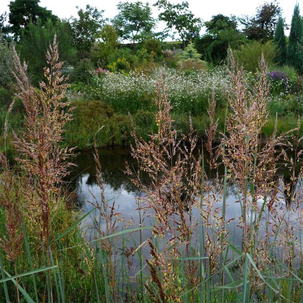 Sorghastrum nutans Sioux Blue
