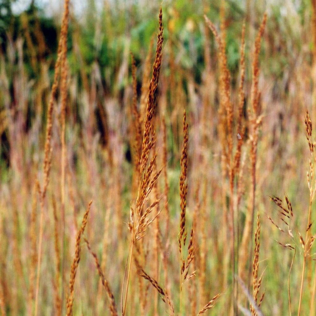 Sorghastrum nutans Sioux Blue