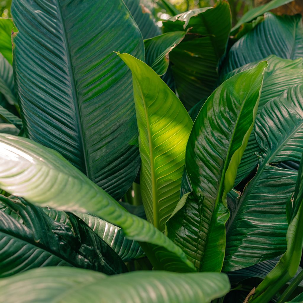 Spathiphyllum Sensation - Peace lily