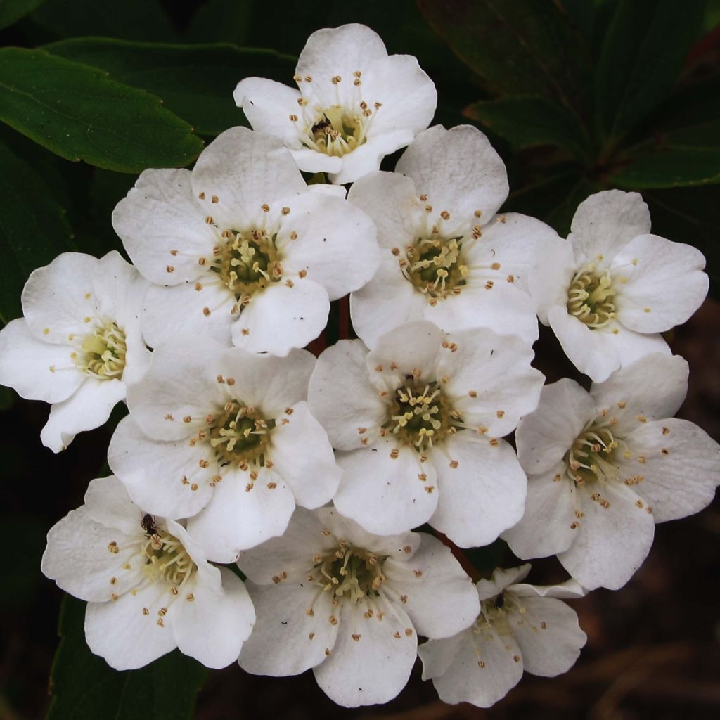 Spiraea arguta