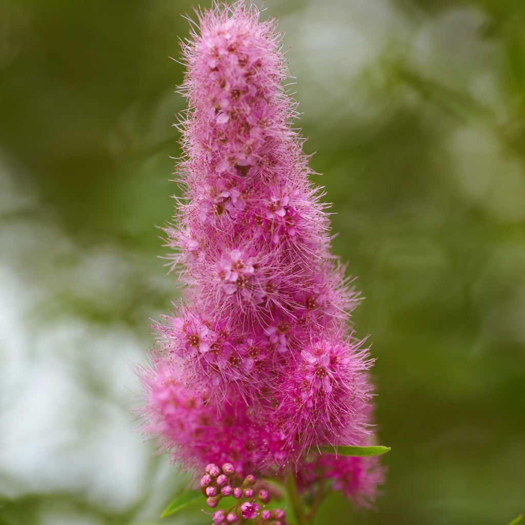 Spiraea x billiardii