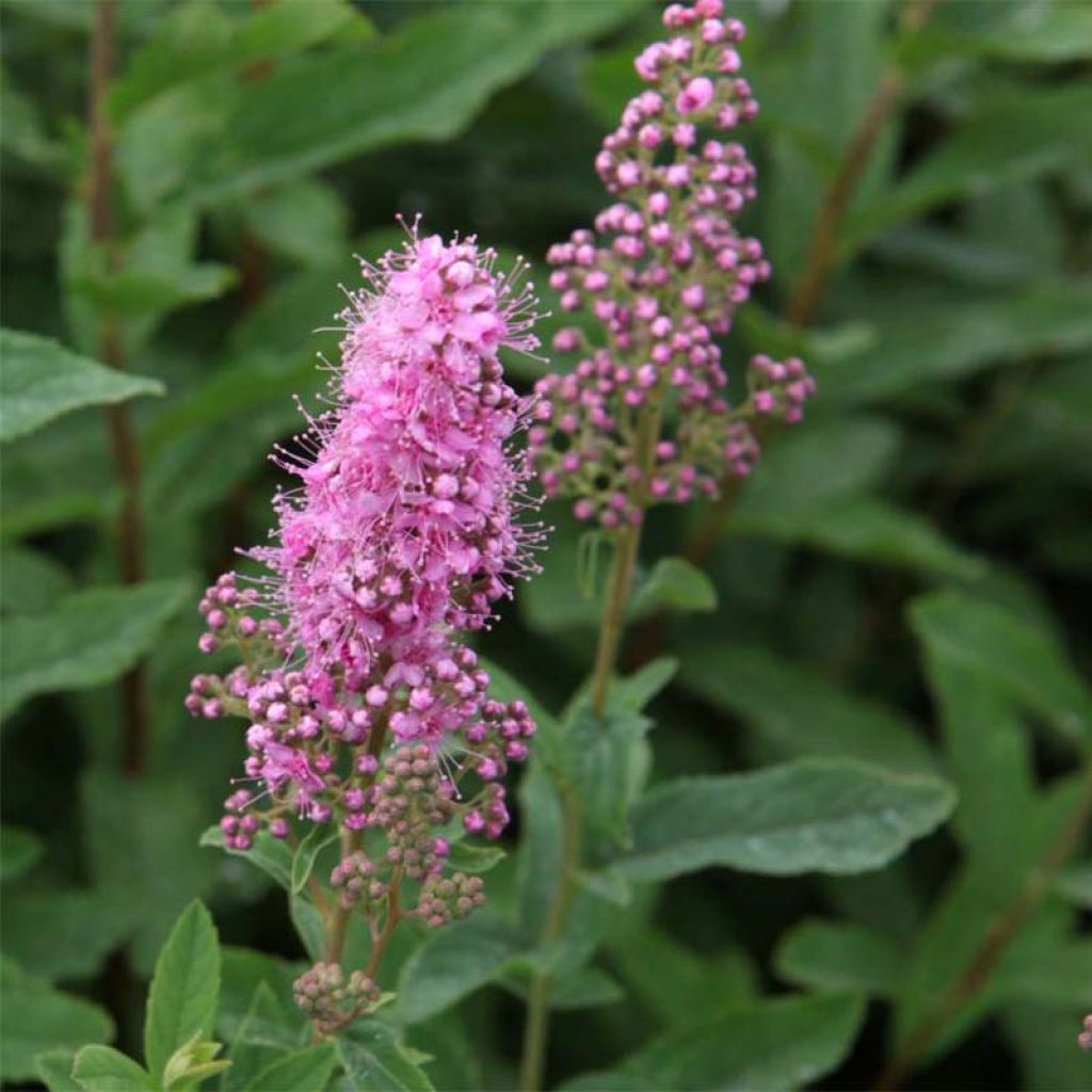 Spiraea x billiardii