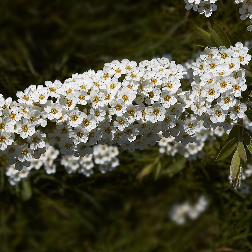 Spiraea cinerea Grefsheim