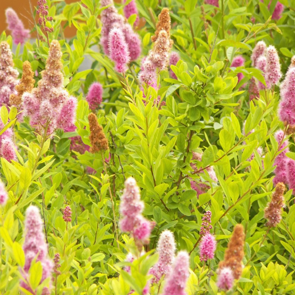 Spiraea douglasii - Steeple bush