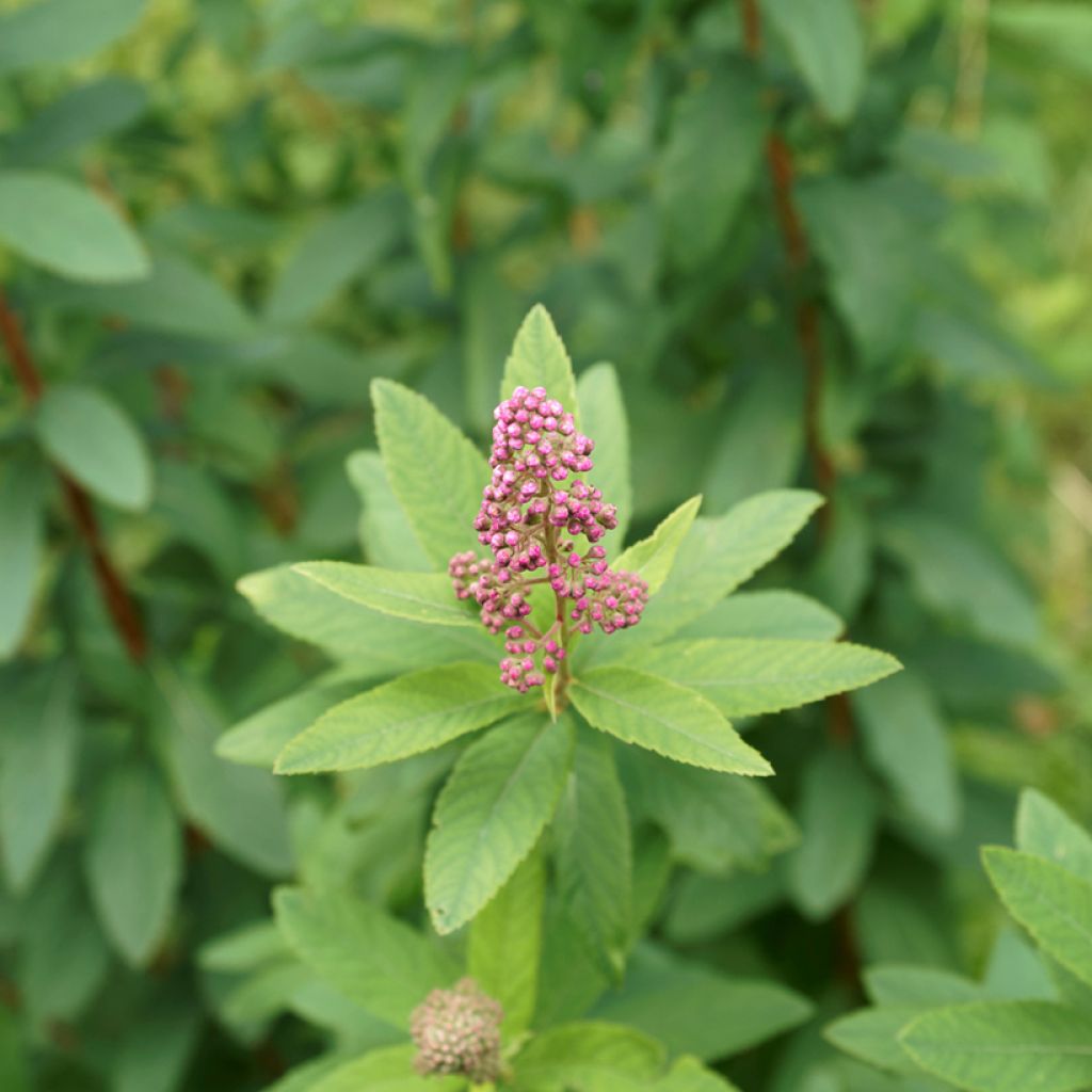 Spiraea douglasii - Steeple bush