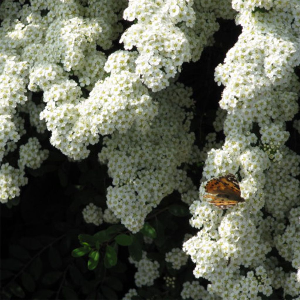 Spiraea nipponica Snowmound