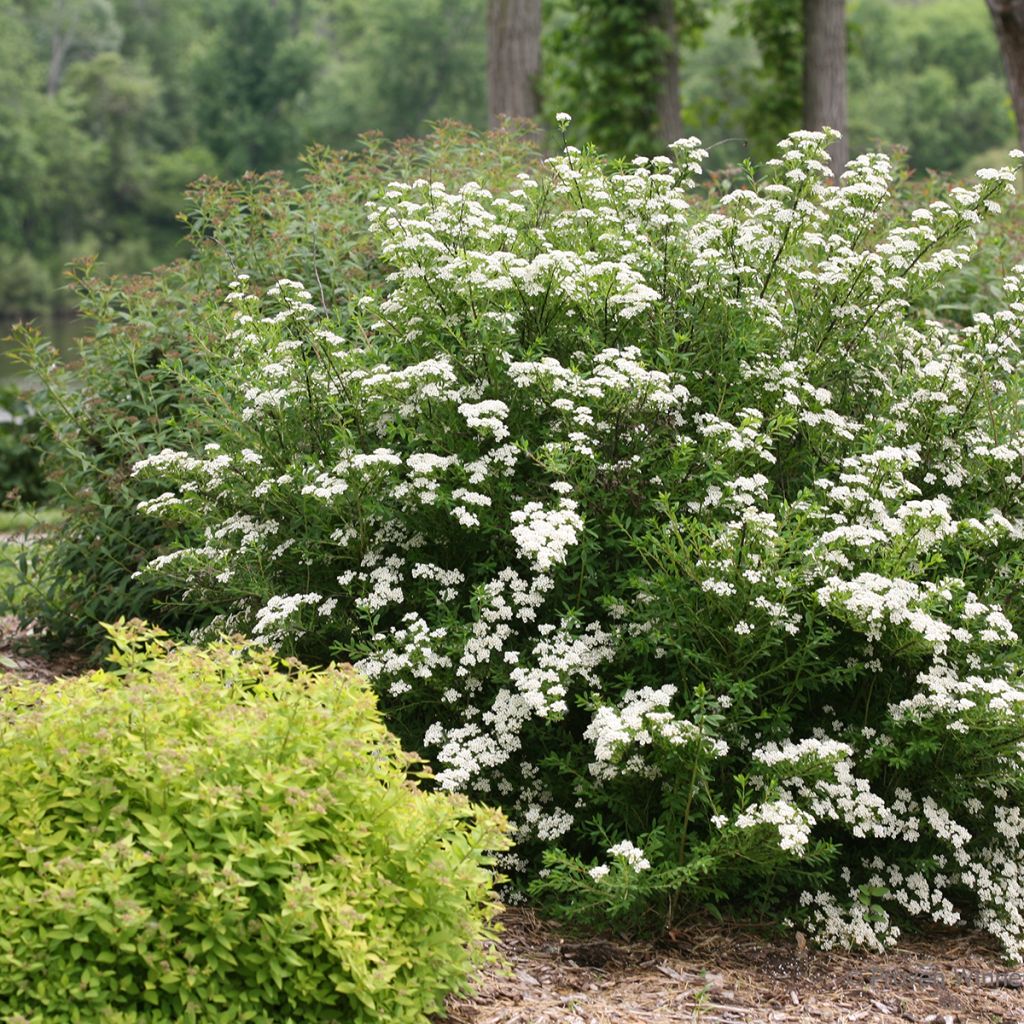 Spiraea nipponica Wedding Cake®
