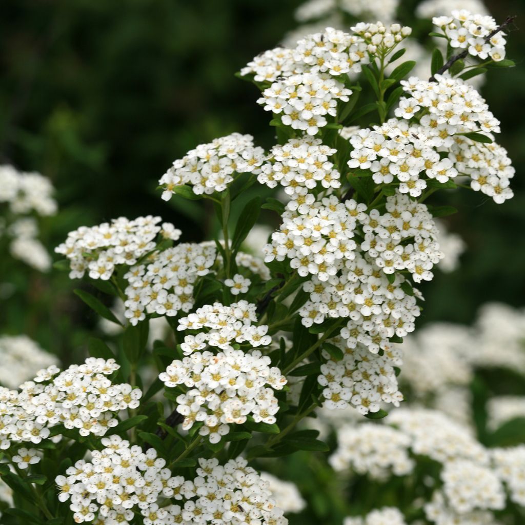 Spiraea nipponica Wedding Cake®