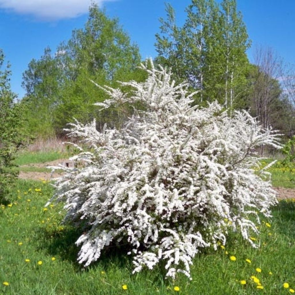 Spiraea prunifolia