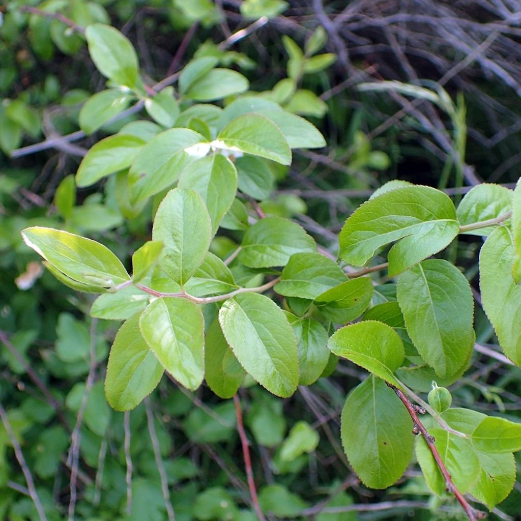 Spiraea prunifolia