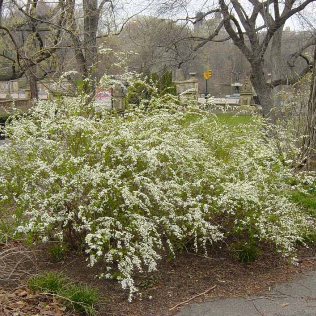 Spiraea prunifolia Plena