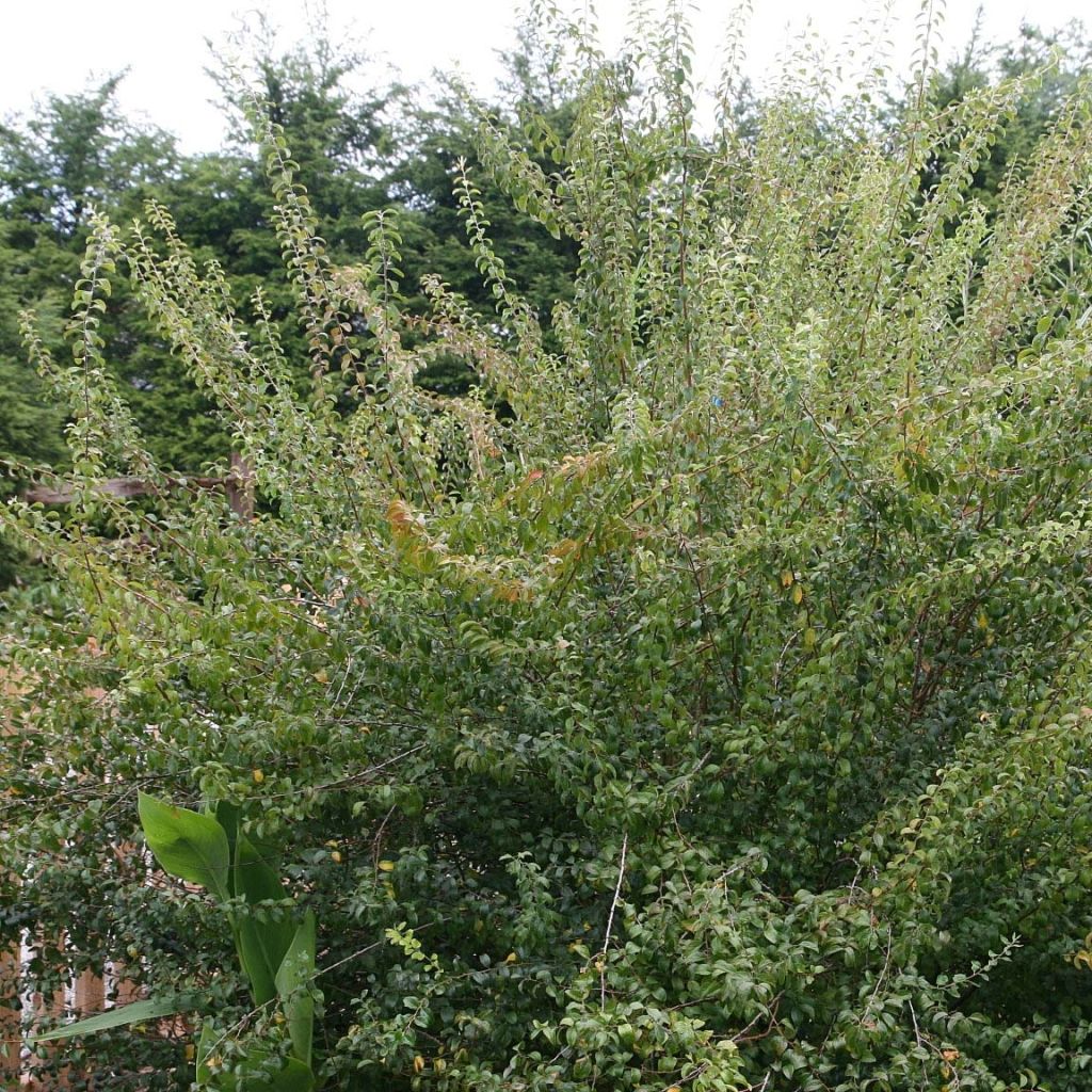Spiraea prunifolia Plena