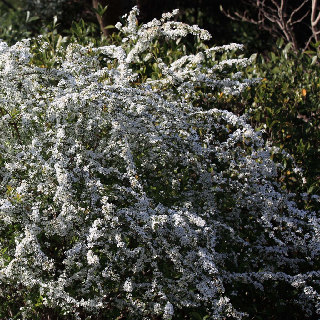 Spiraea thunbergii