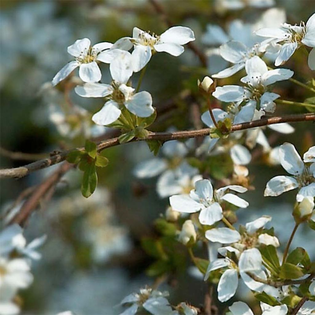 Spiraea thunbergii