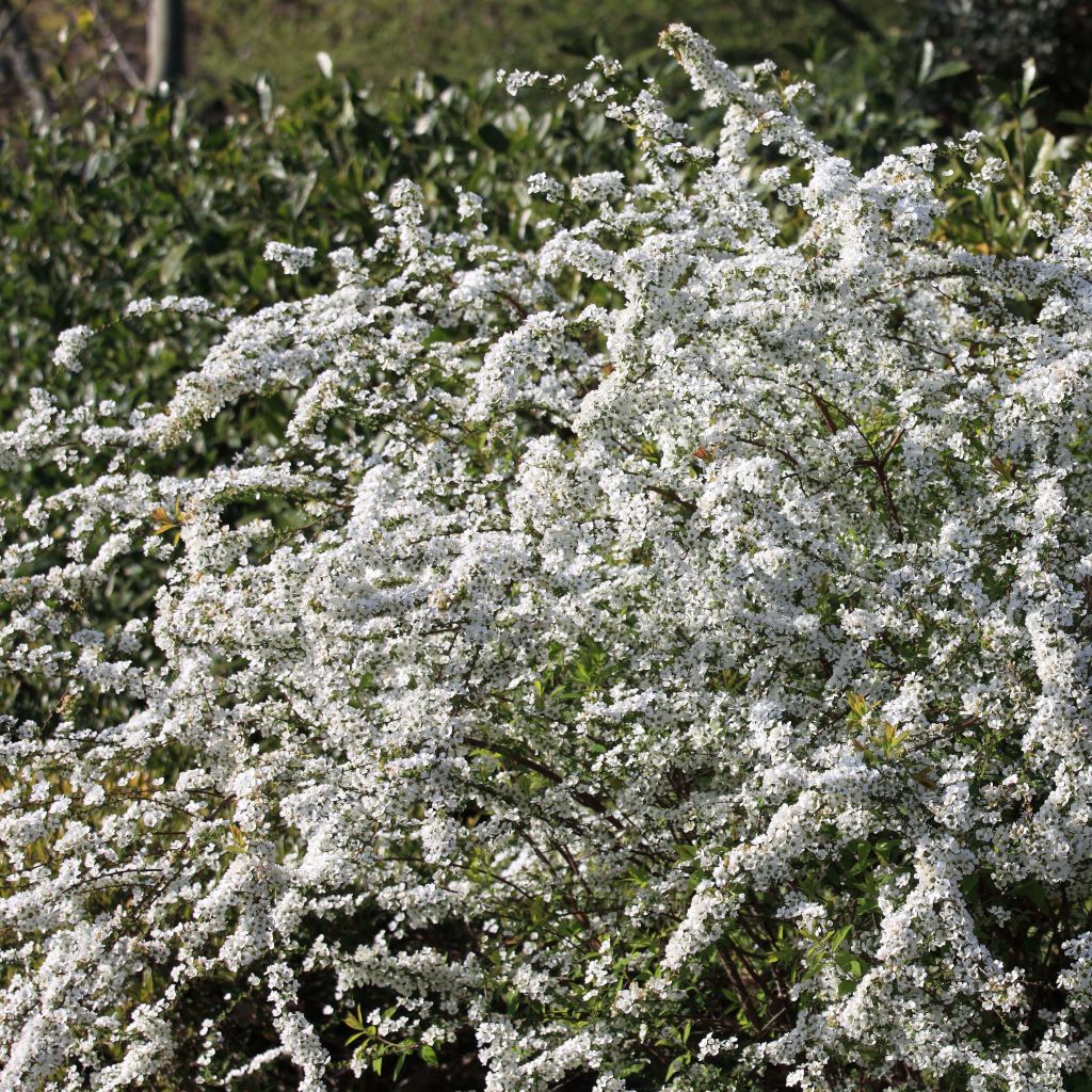 Spiraea thunbergii