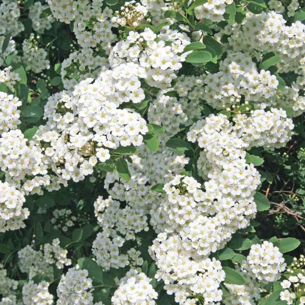 Spiraea x vanhouttei