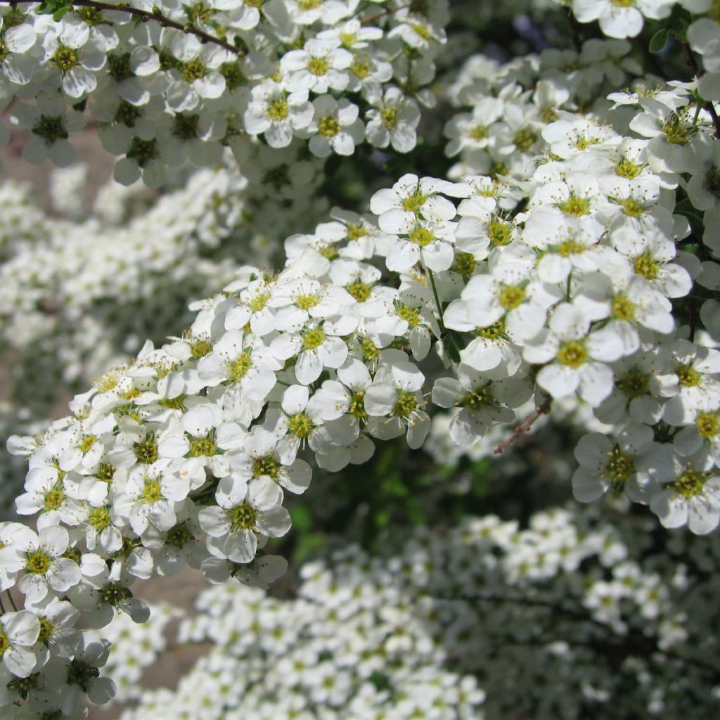 Spiraea (x) vanhouttei Gold Fountain