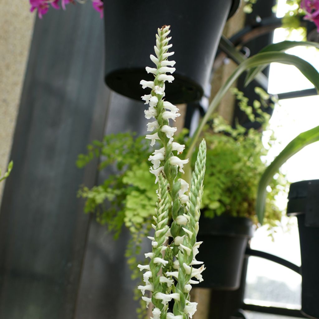 Spiranthes Cernua var odorata - Chadds Ford