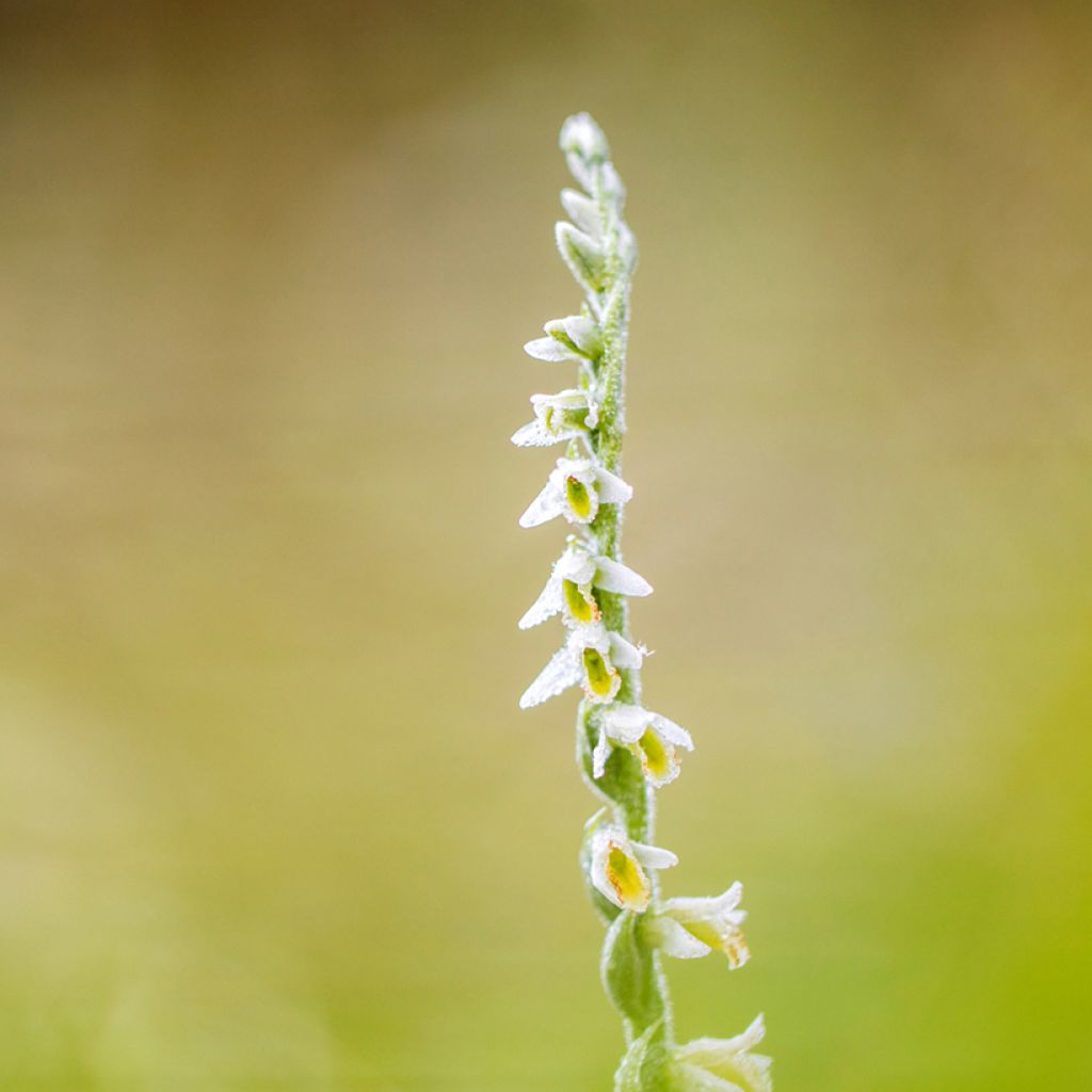 Spiranthes ochroleuca - Yellow Ladies' Tresses