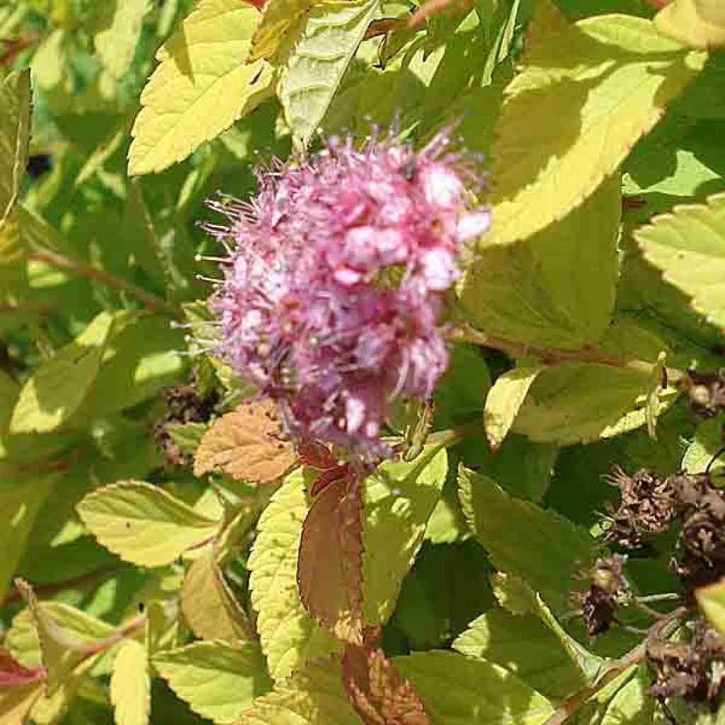 Spiraea japonica Golden Princess