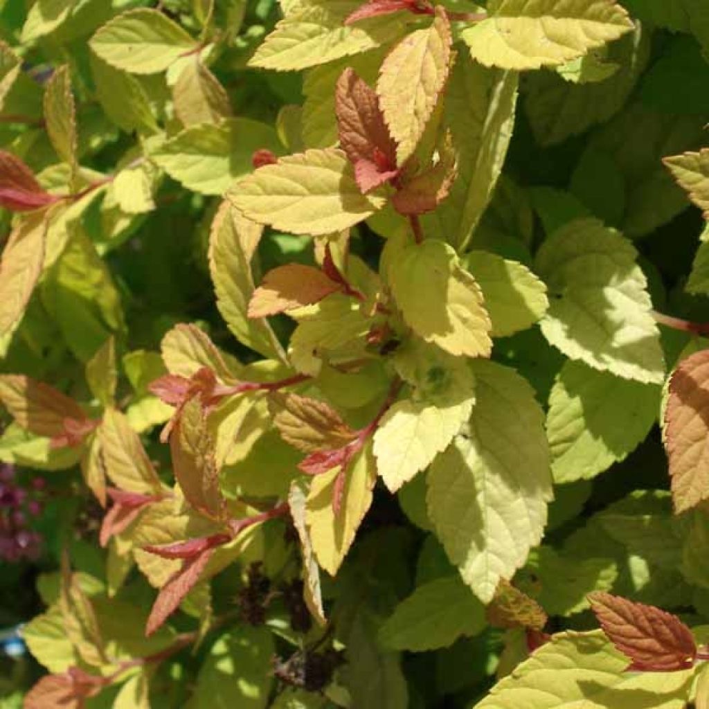 Spiraea japonica Golden Princess