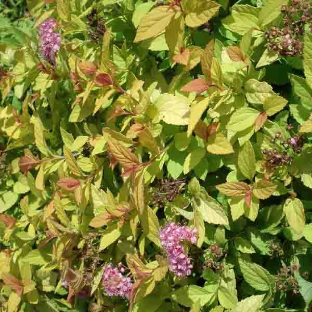 Spiraea japonica Golden Princess