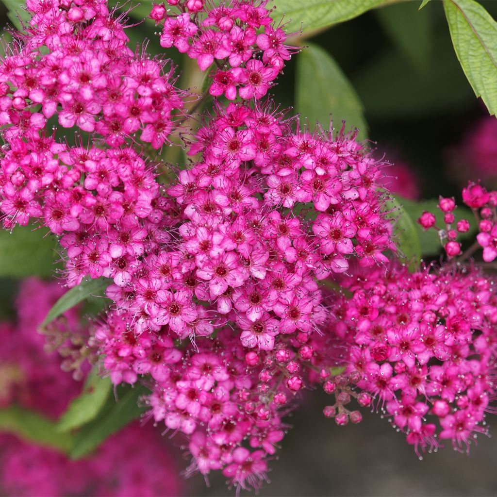 Spiraea japonica Neon Flash