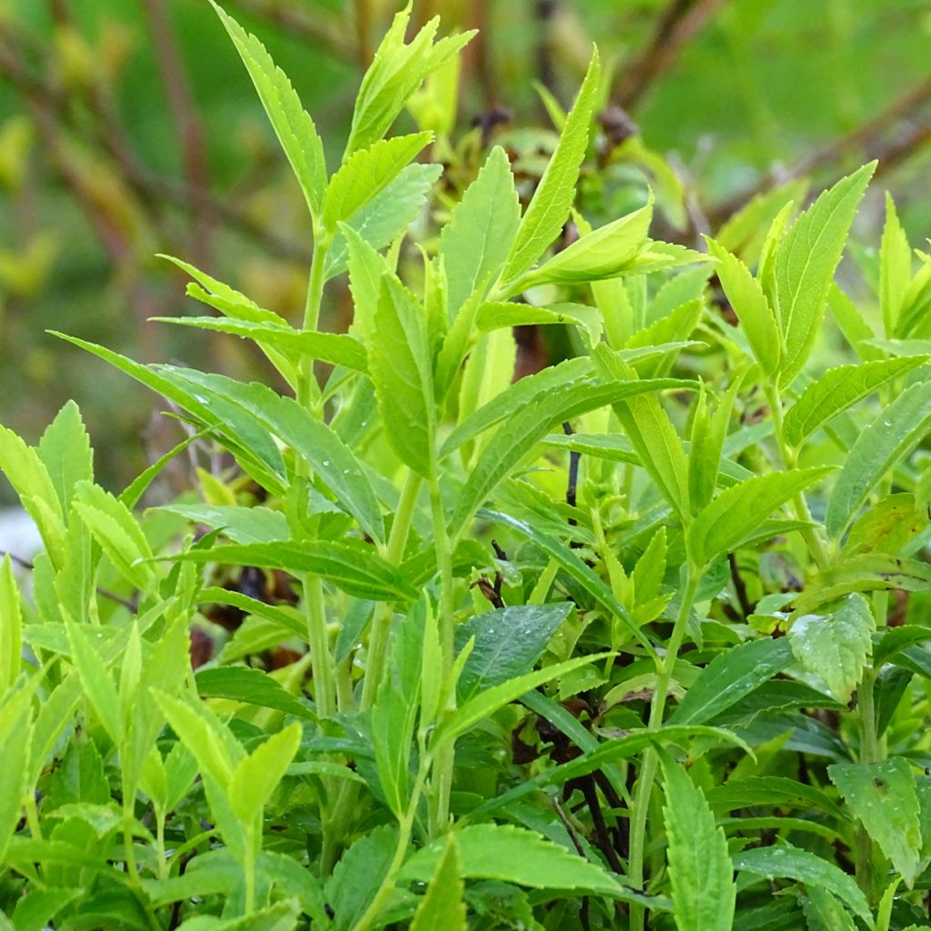 Spiraea japonica Albiflora