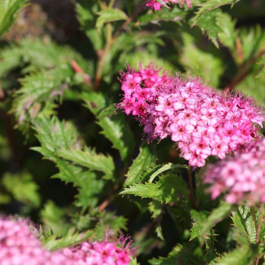 Spiraea japonica Crispa