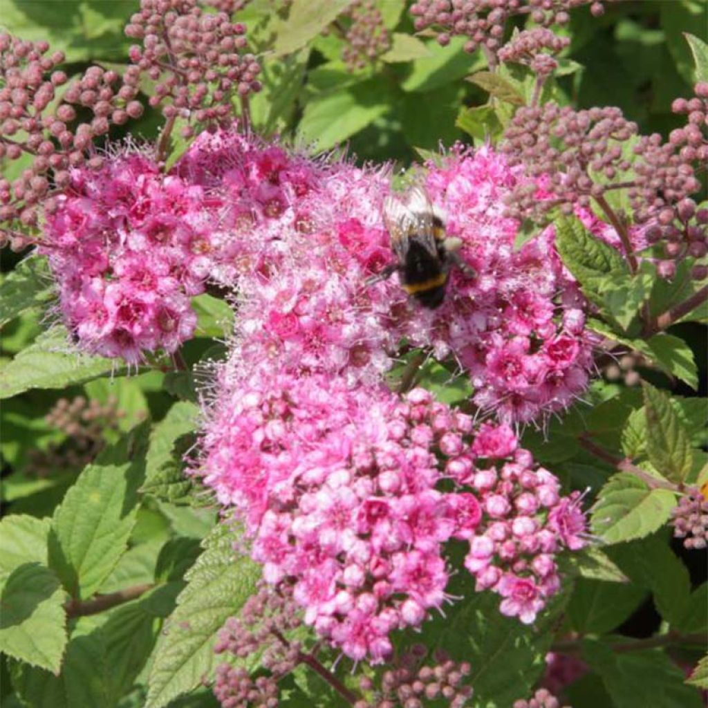 Spiraea japonica Little Princess