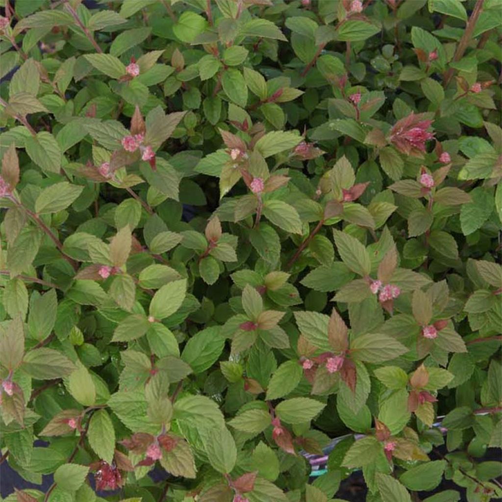 Spiraea japonica Little Princess