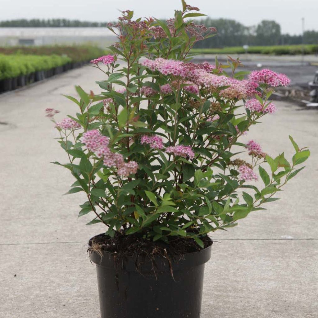 Spiraea japonica Little Princess