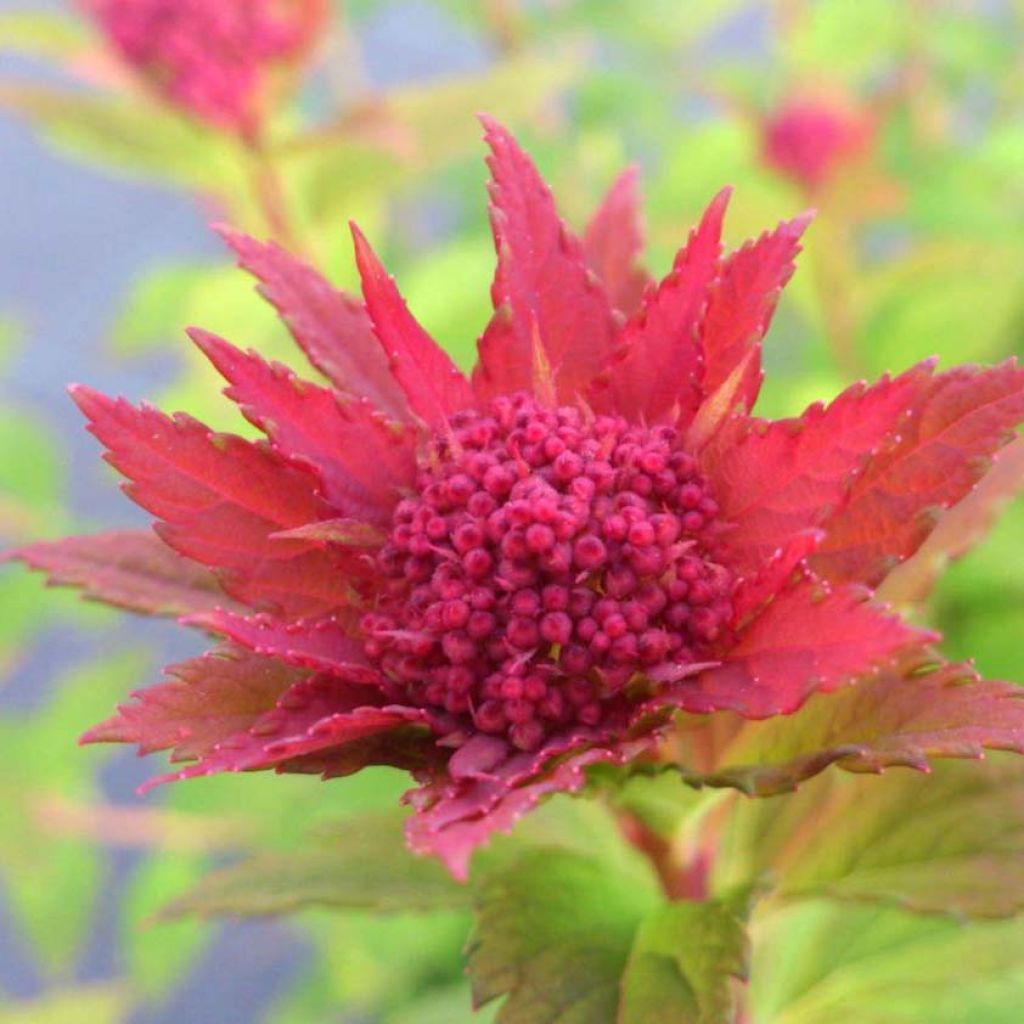 Spiraea japonica Sparkling Champagne