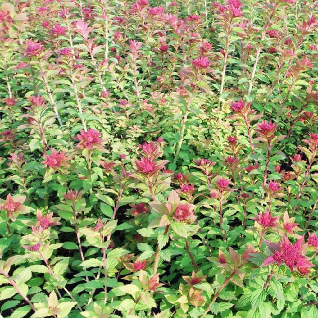 Spiraea japonica Sparkling Champagne