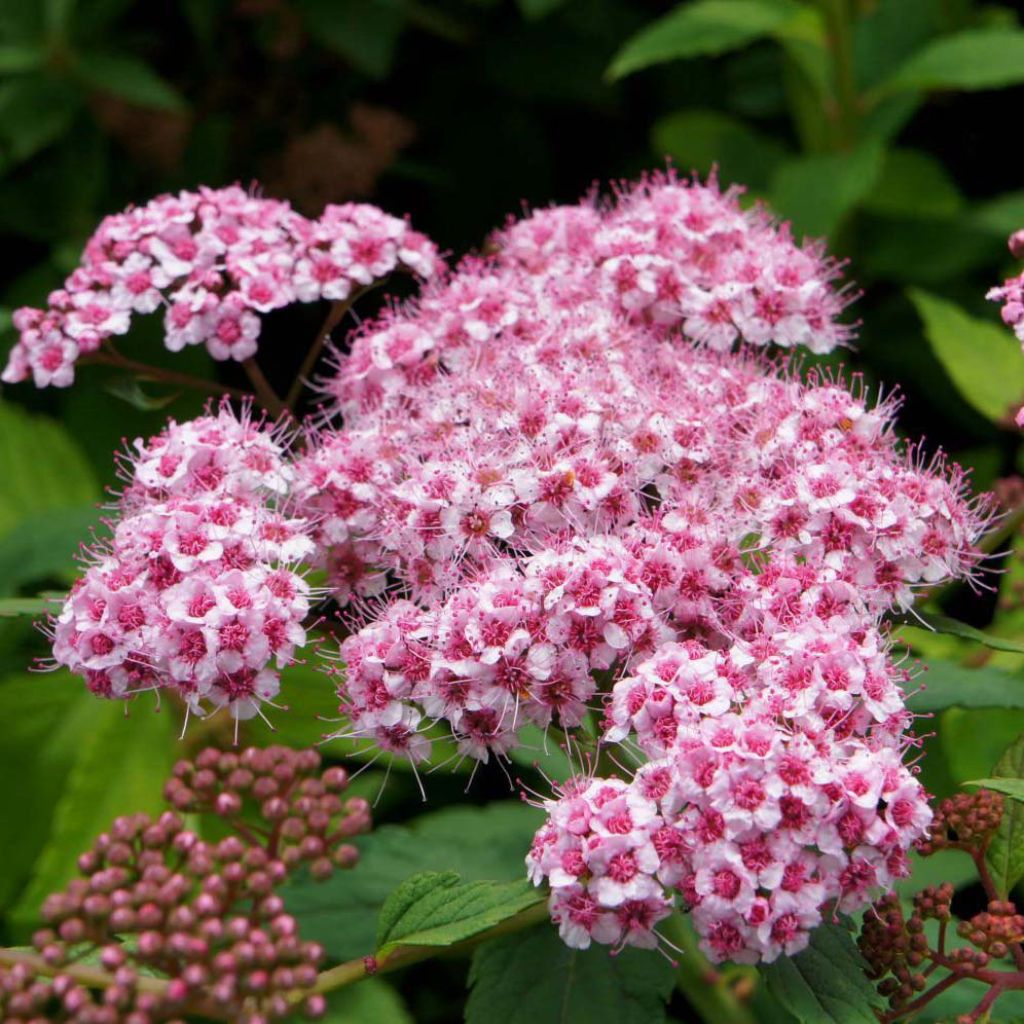 Spiraea japonica Sparkling Champagne