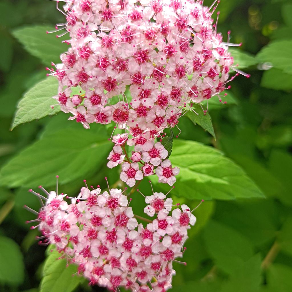 Spiraea japonica Sparkling Champagne